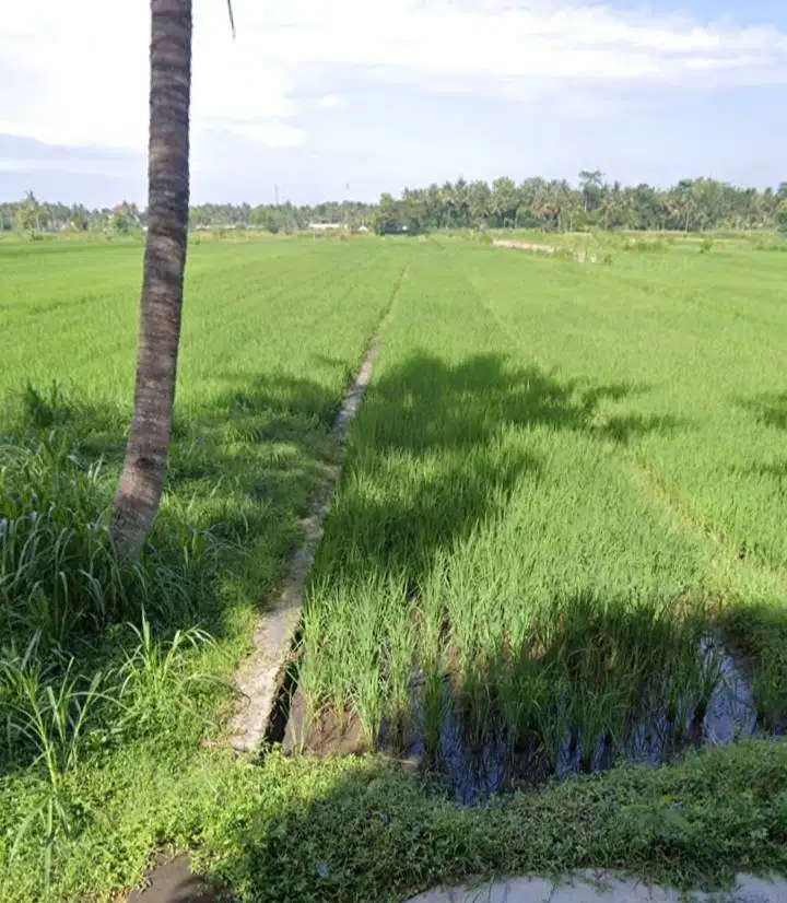 JUAL CEPAT LAHAN SAWAH PRODUKTIF