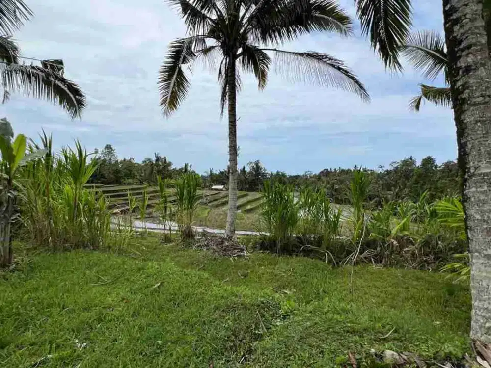 jual tanah view sawah terasering di tabanan bali