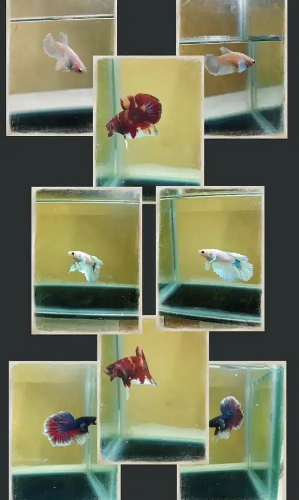 Jual ikan cupang hias tinggal pilih cek kerumah