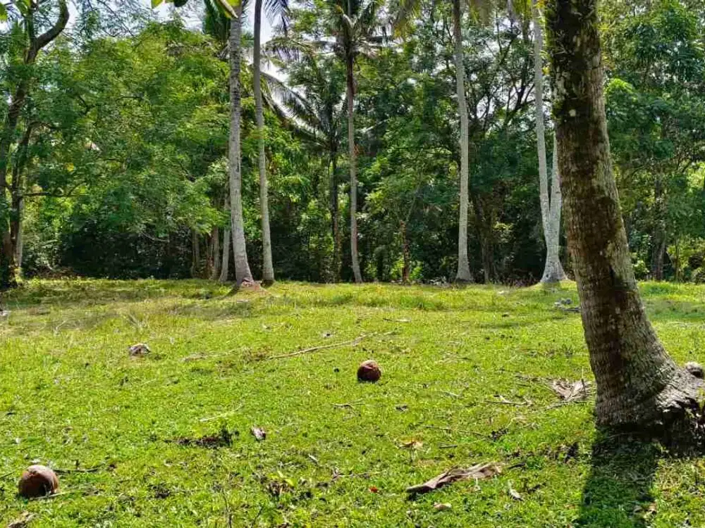jual tanah Los sungai dekat dengan pantai surfing Balian, harga termurah di tabanan bali.