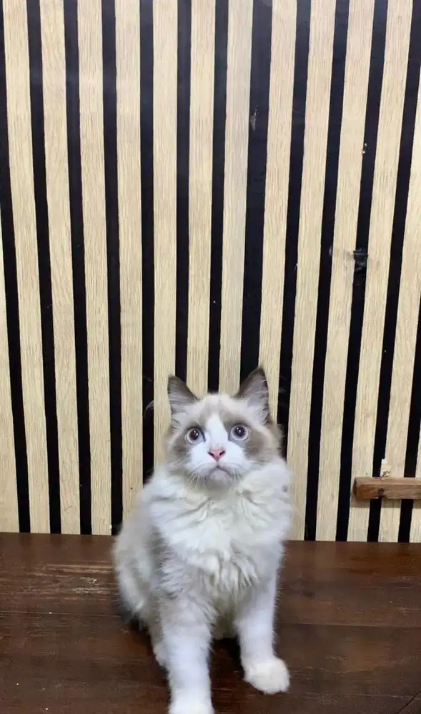 kucing persia mix ragdoll