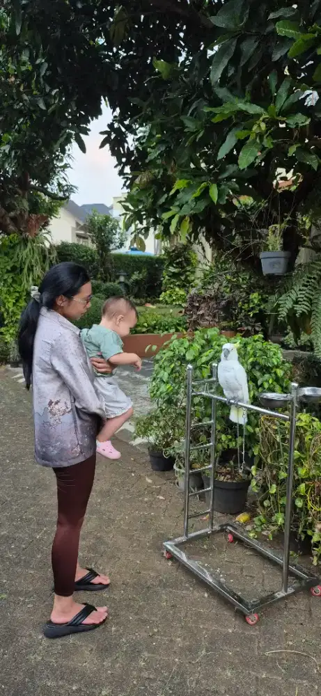 Dibutuhkan asisten rumah tangga