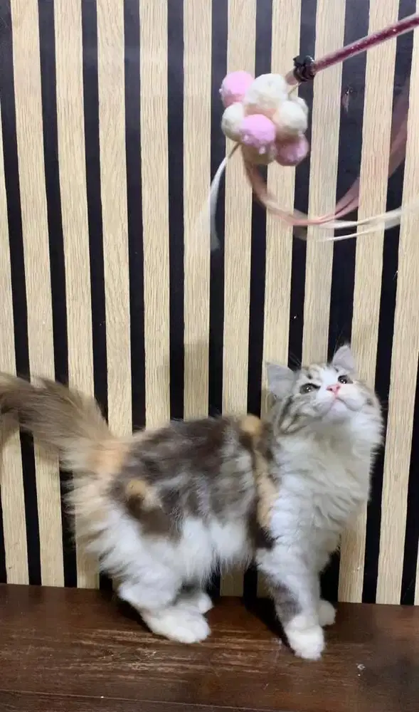 kucing persia betina