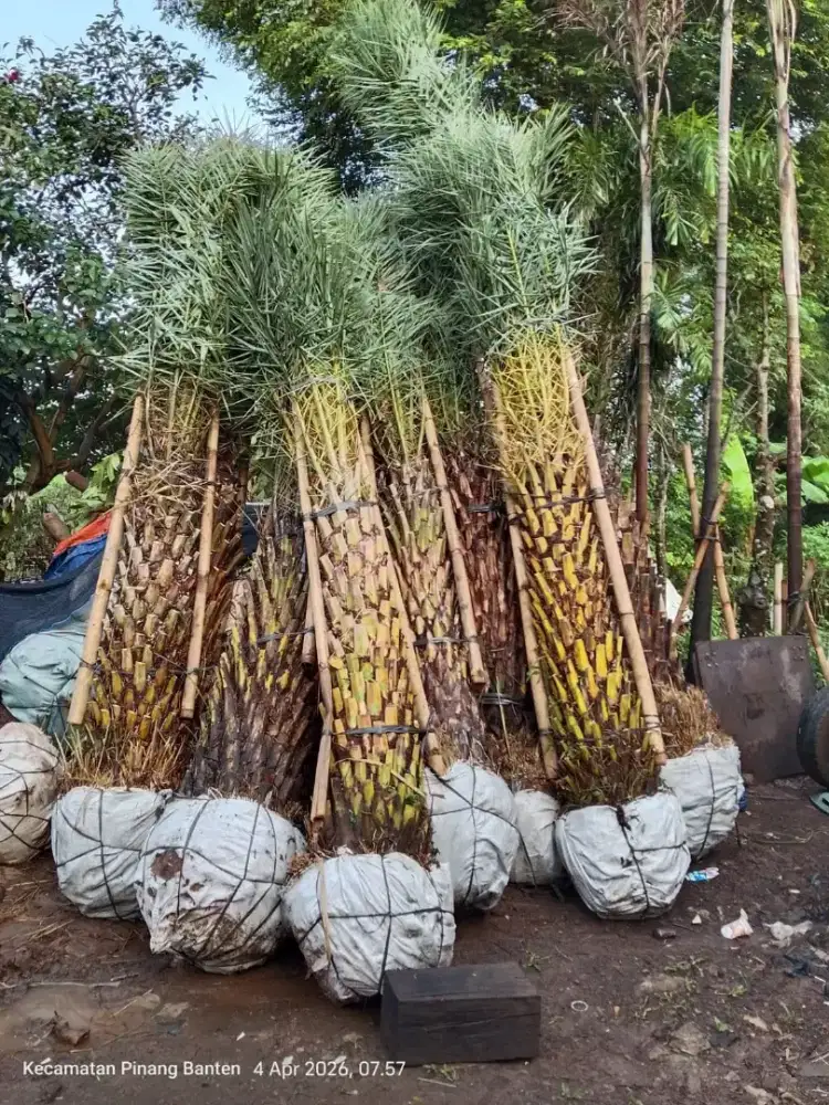 jual tanaman pohon kenari