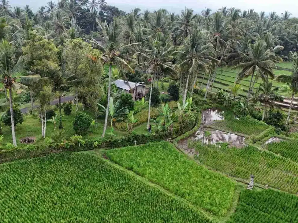 jual tanah Luasan kecil view sawah terasering dekat kota, sangat strategis dengan kawasan asri di tabanan bali.