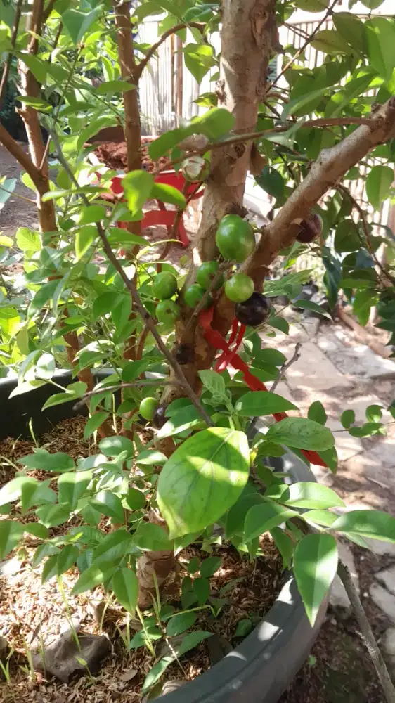 Pohon anggur berajil,perko yg cepat buah