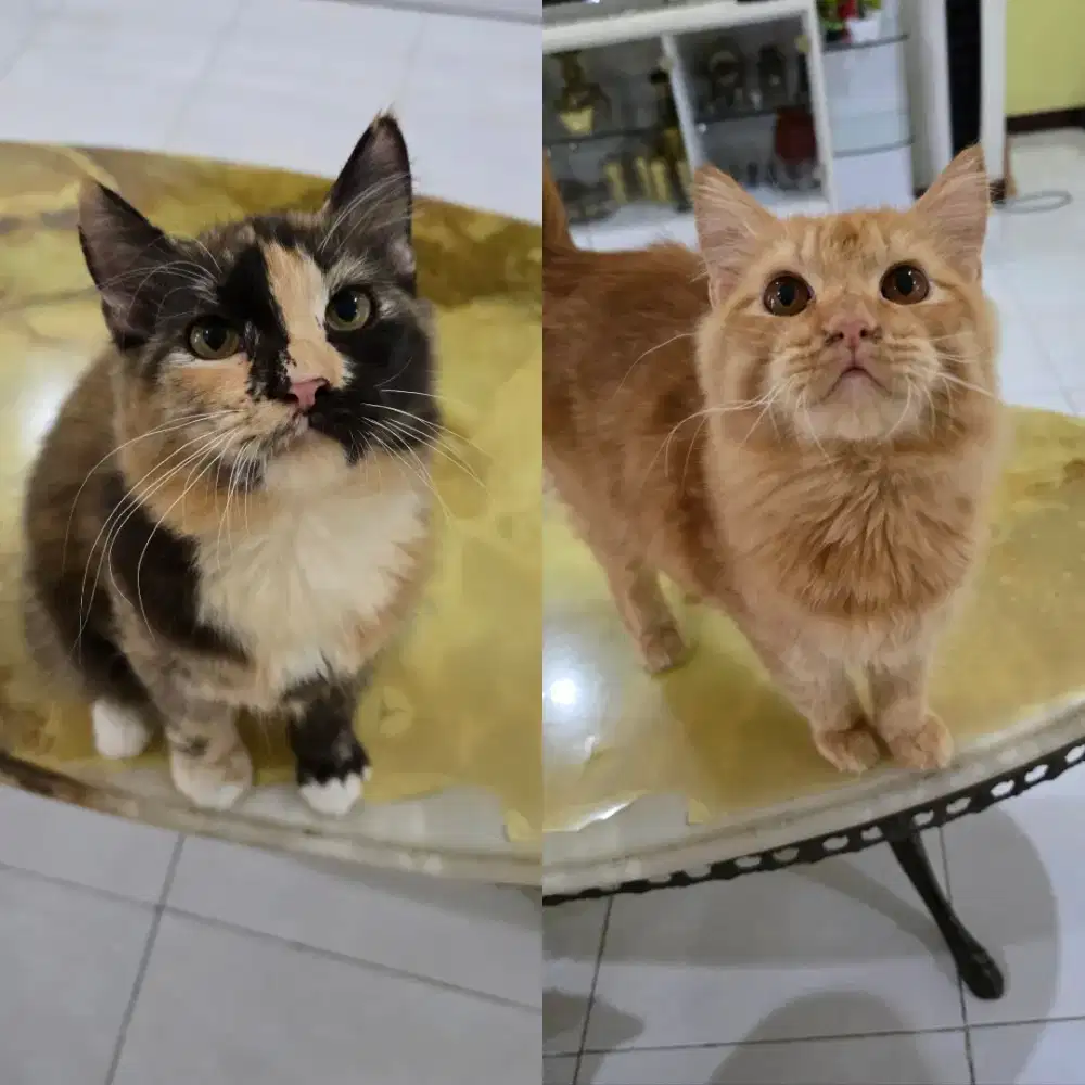Kucing Persia Mix