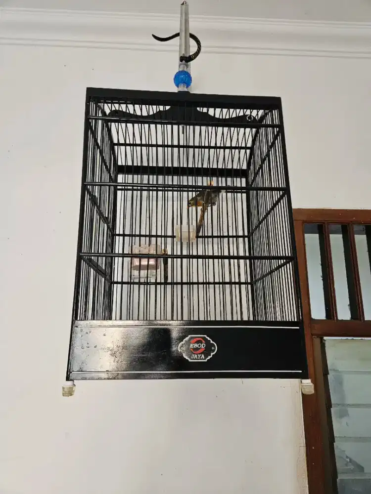 dijual burung robin