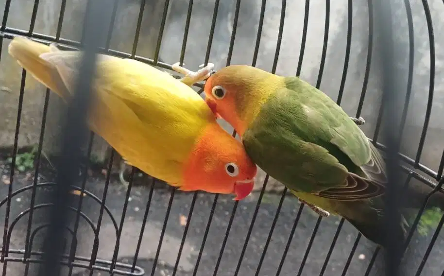 Lovebird pastel kuning + olive dark no minus