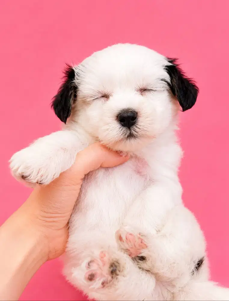 Maltipoo Parti Color – Super Gemoy & Premium