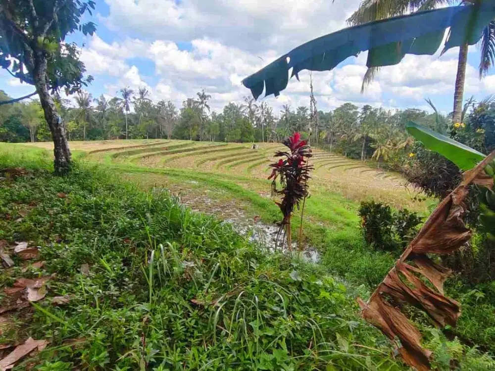 jual tanah kebun view sawah terasering di desa wisata manikyang tabanan bali.