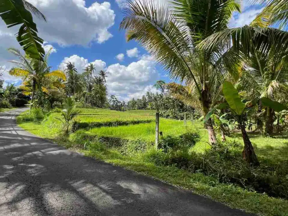 jual tanah kebun Los sungai pinggir jalan aspal view sawah di tabanan bali.