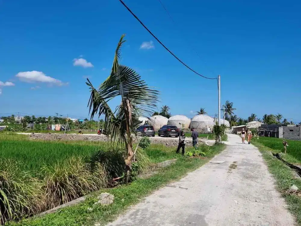 disewakan lahan dgn view sawah lokasi Seseh cemagi