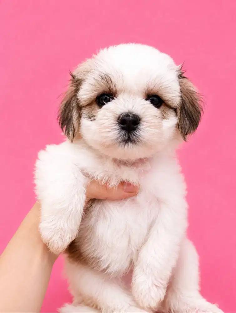 Maltipoo Parti Color Super Gemoy