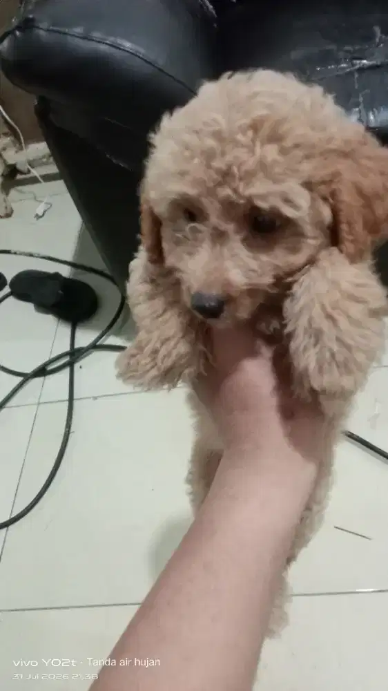 Mirip poodle aslinya banyak bulu
