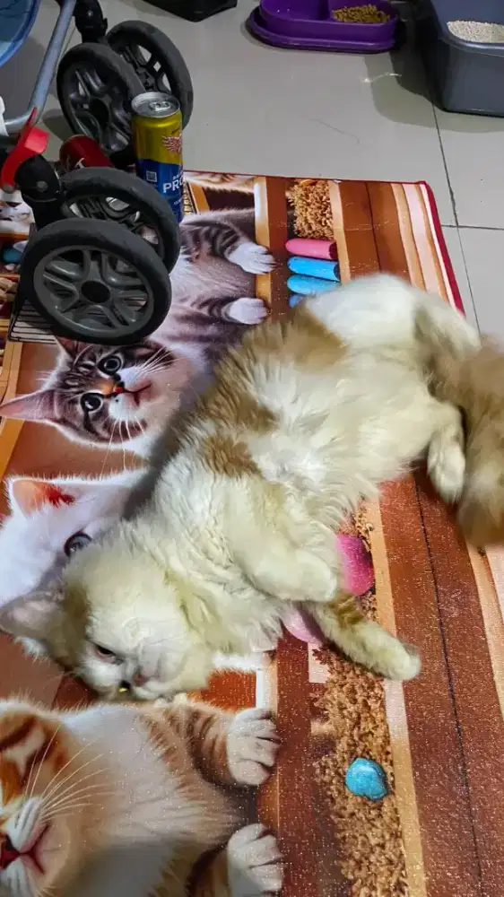 KUCING PERSIA MEDIUM