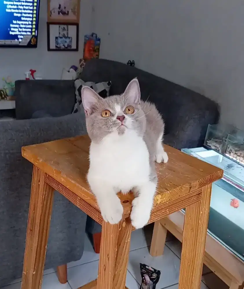 BRITISH SHORTHAIR / BSH LILAC