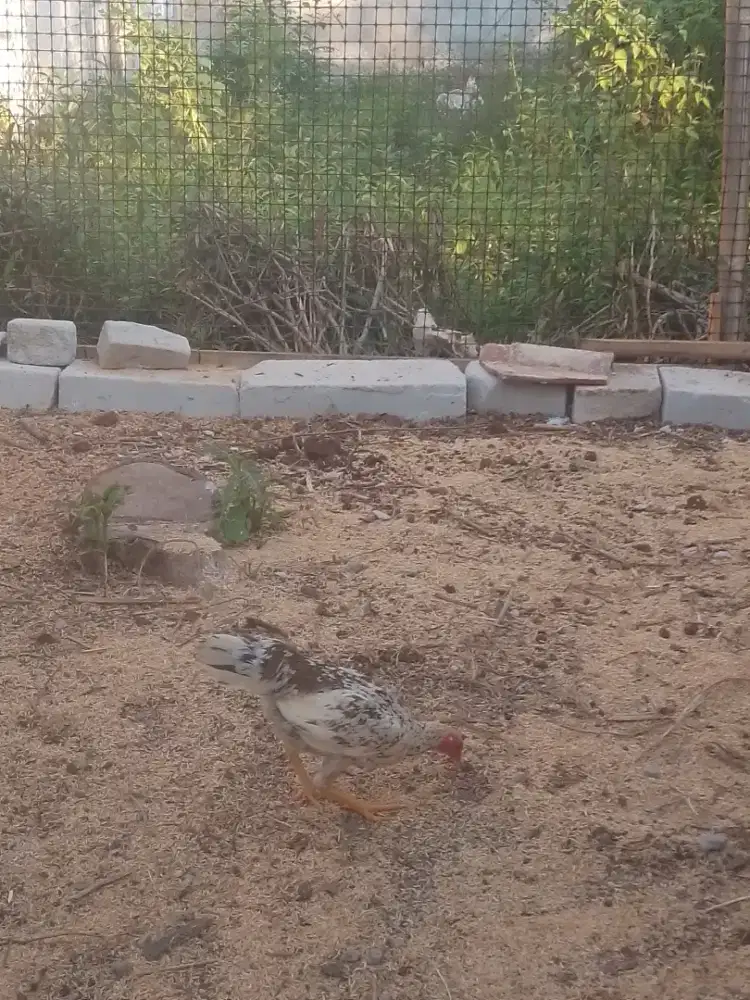 Ayam Babon putih asli jowo