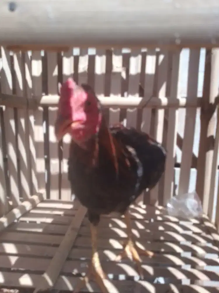 Ayam Jago Jowo Asli
