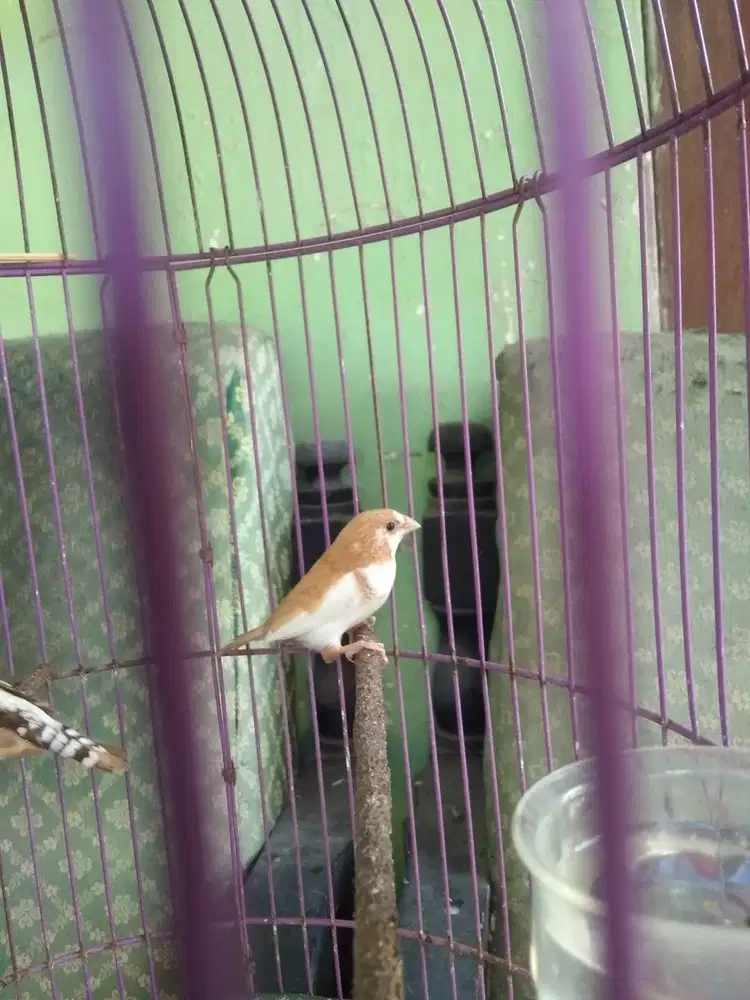 Emprit jepang betina putih coklat