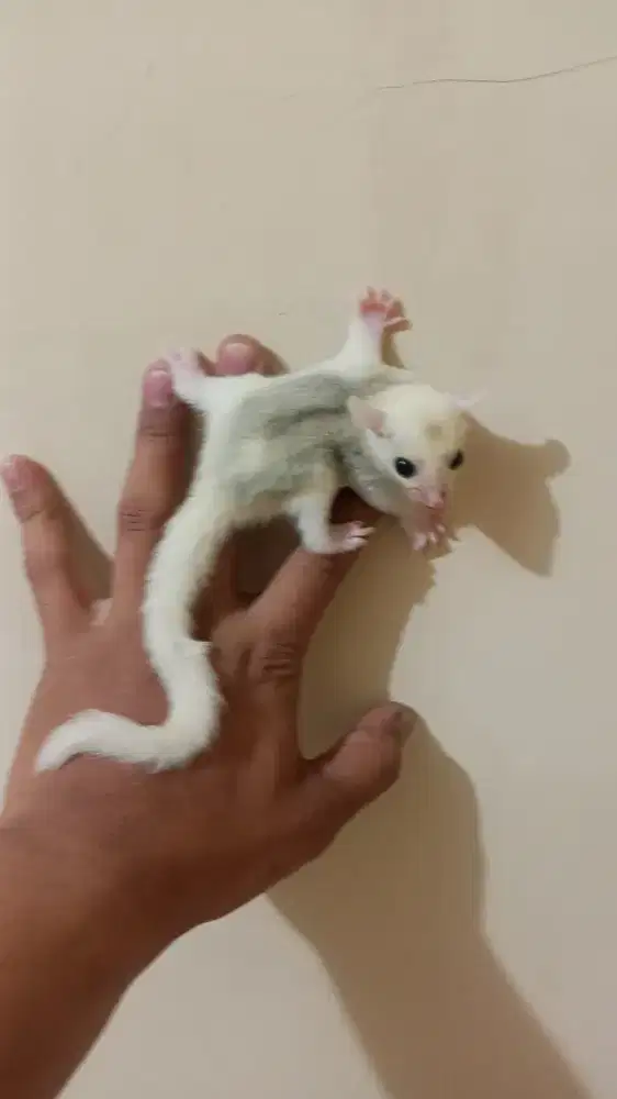 Sugar glider platmos jantan