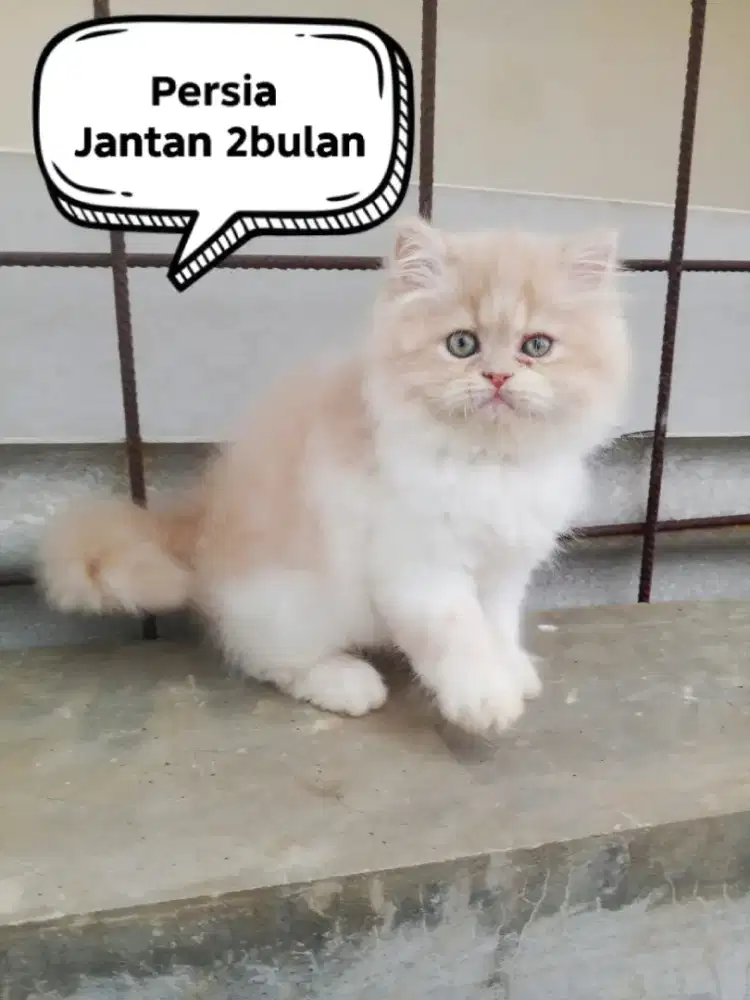 Kucing Persia longhair