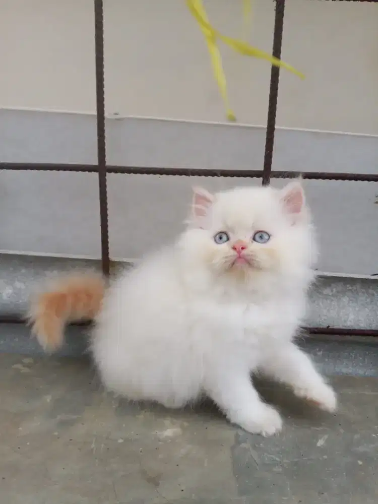 Kucing Himalaya redpoint