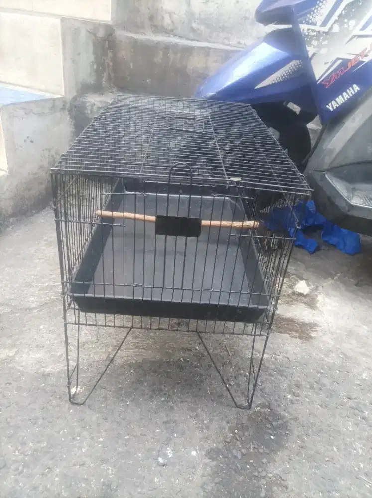 Kramba mandi burung