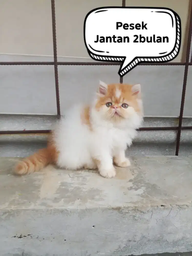 Kucing Persia peaknose