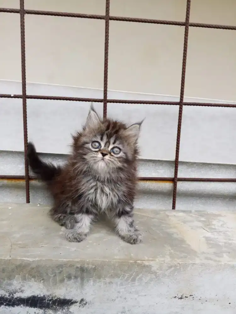 Kucing Persia flatnose