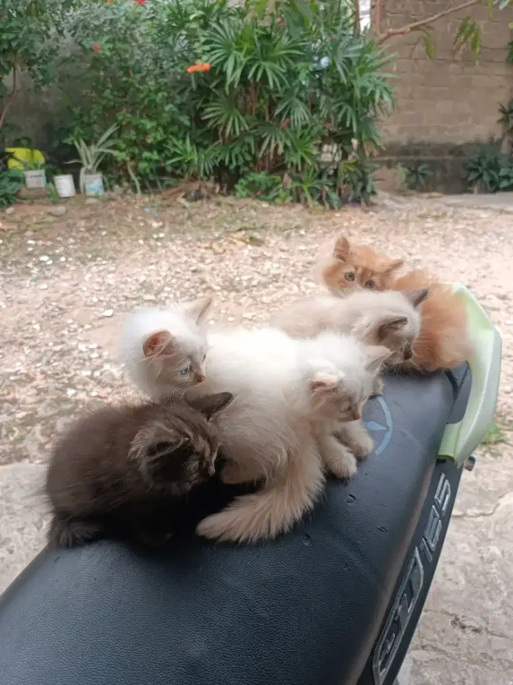kucing kitten persia