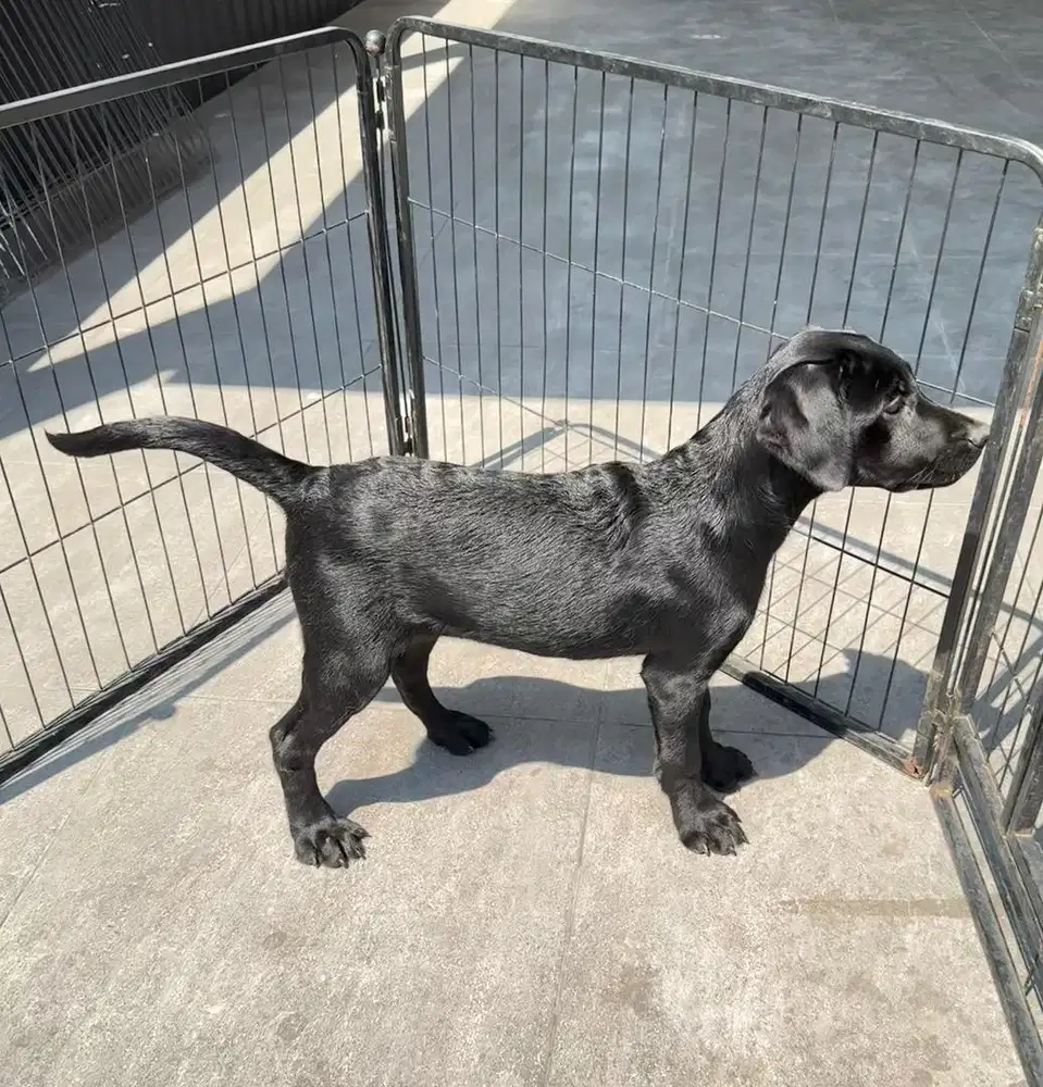 Labrador betina cakep