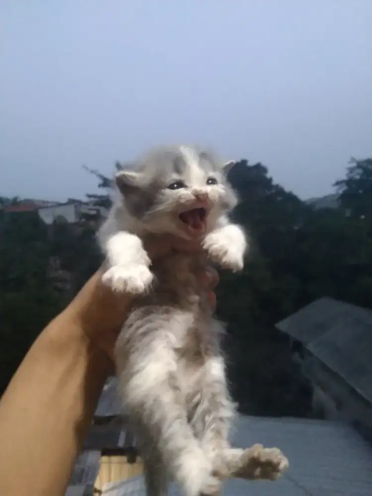 Perisa medium usia 1 bulan betina