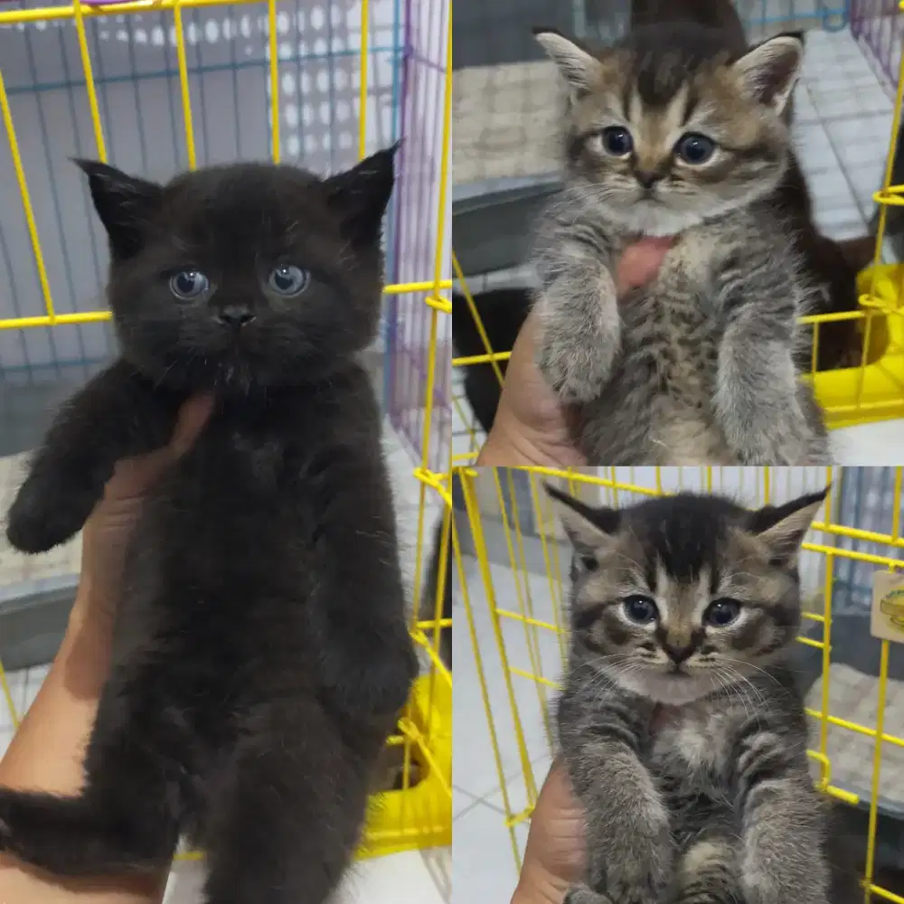 Kucing bsh British shorthair kitten