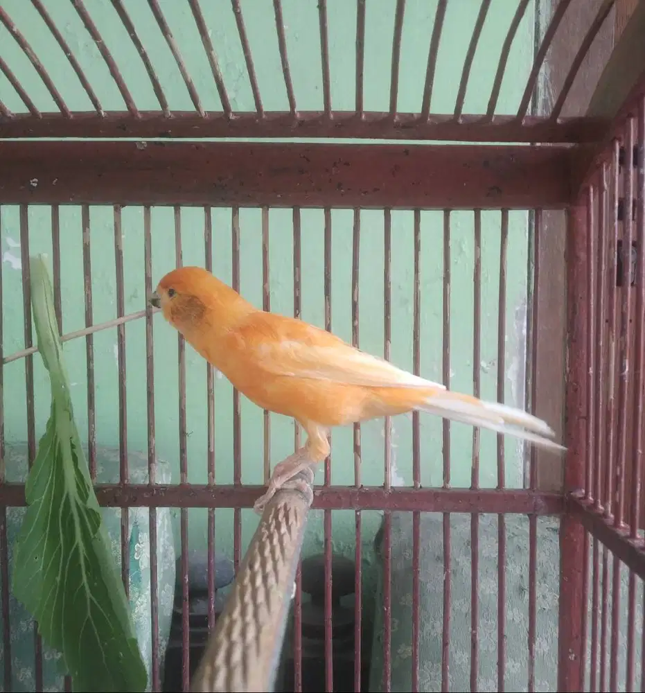 Kenari Jantan gacor