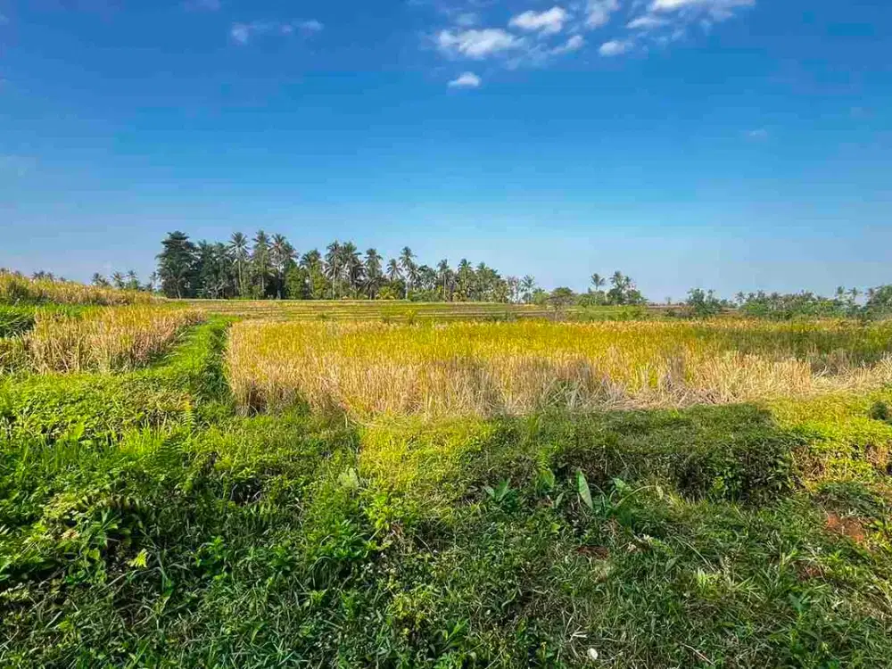 jual tanah kebun view sawah, lembah dan gunung di penebel tabanan bali.