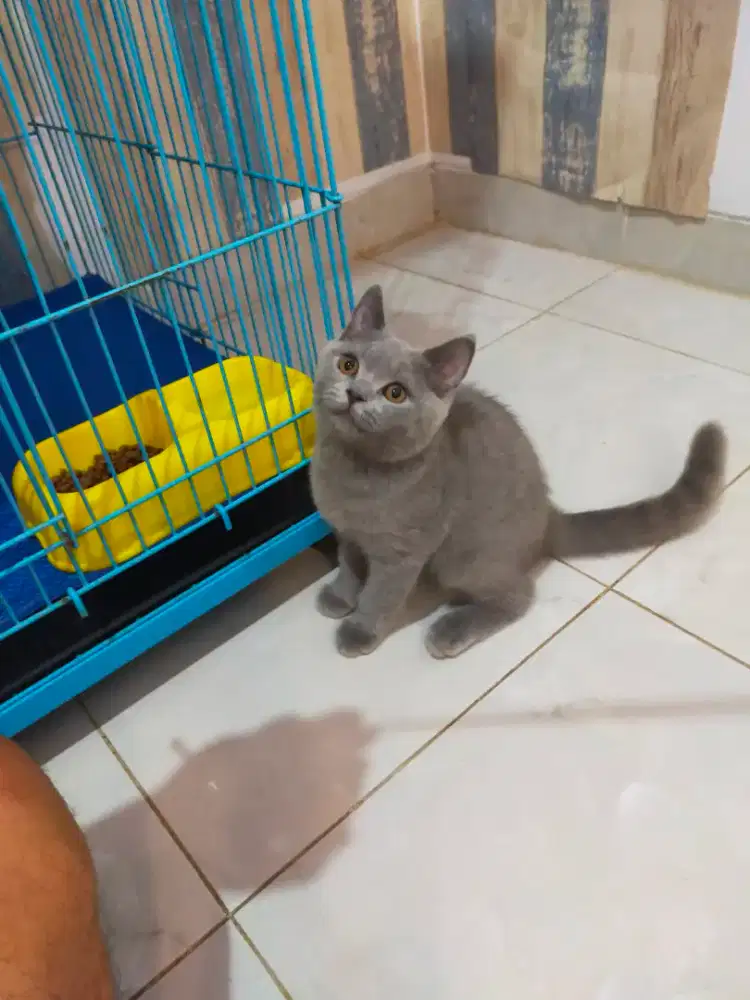 Kucing British shorthair bsh jantan kitten blue solid