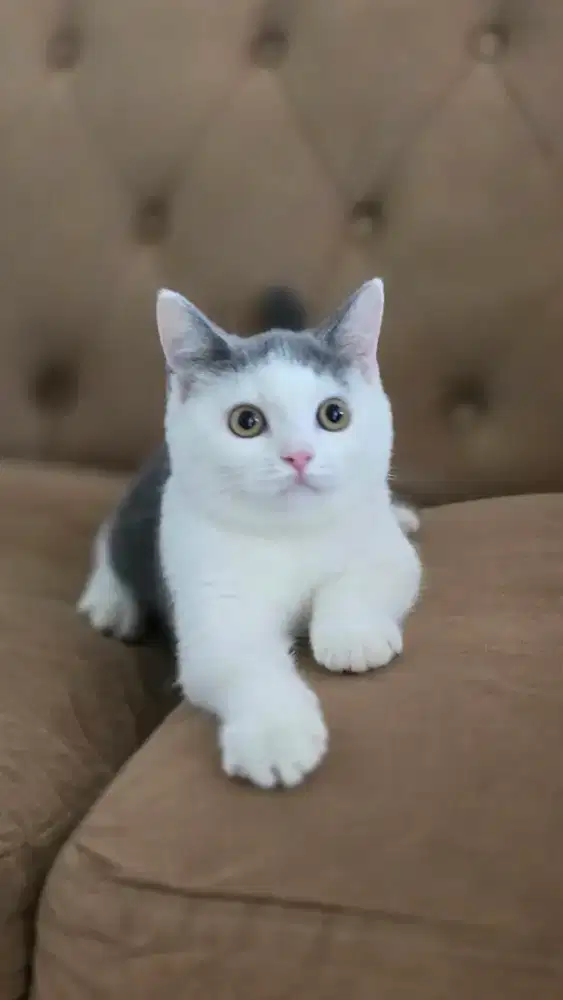 Kucing british shorthair bsh british shorthair