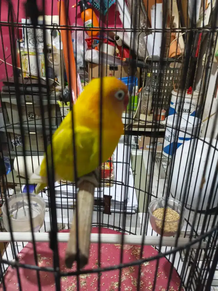 Lovebird paskun
