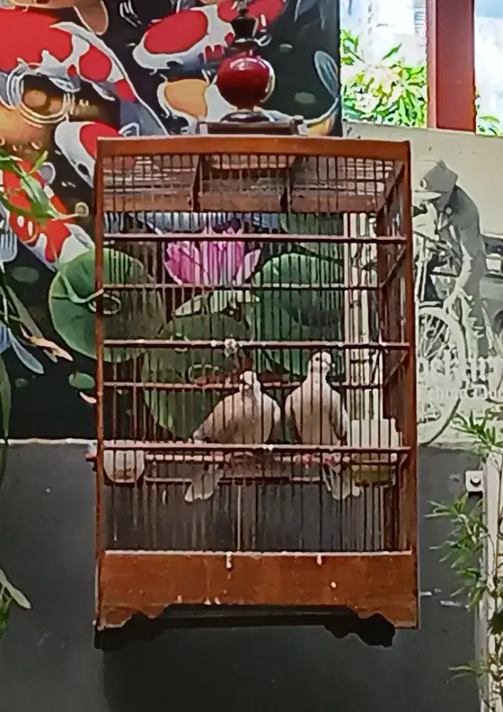 SEPASANG BURUNG PUTER PELUNG KOMPLIT SANGKAR.