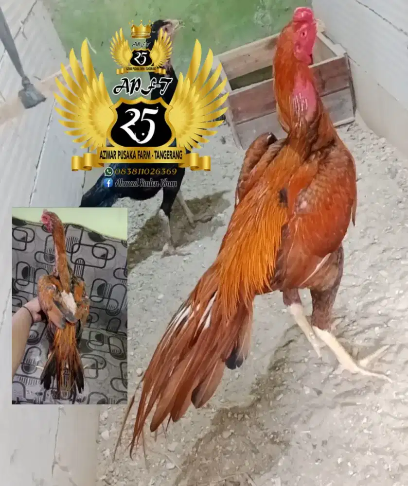 Ayam bangkok SHIAM import f1