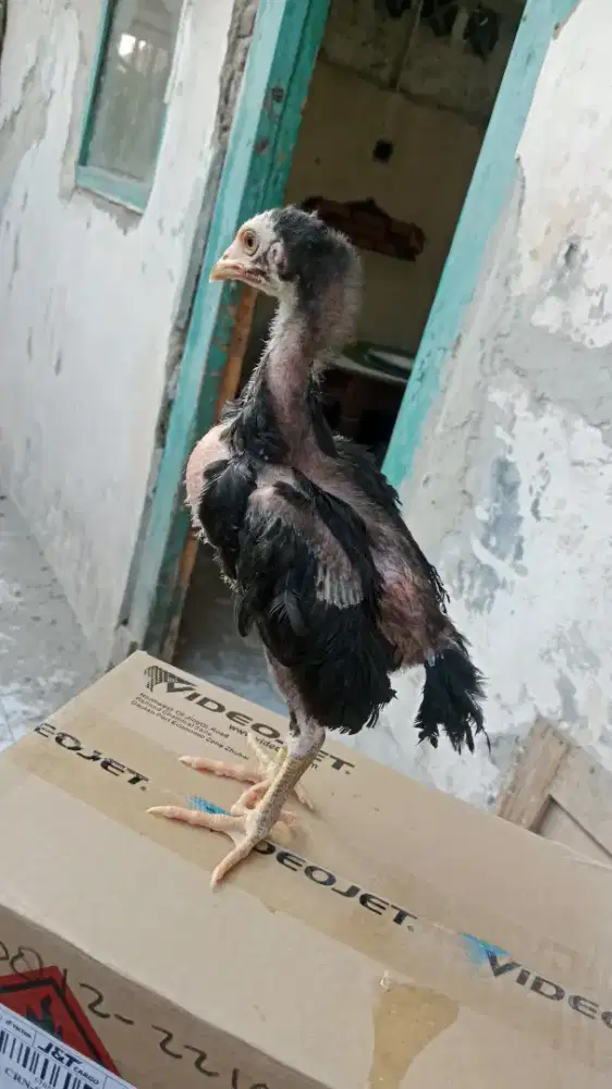 Anakan ayam bangkok import f1