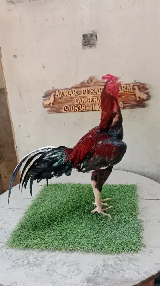 Pacek ayam pama, mangon, phanat bk selatan