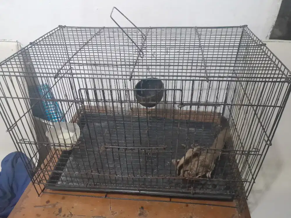 Sugar glider indukan betinaa mantan obess