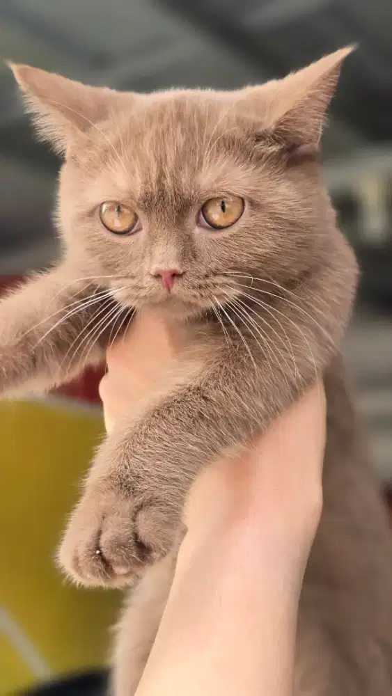 Kucing british shorthair bsh british shorthair