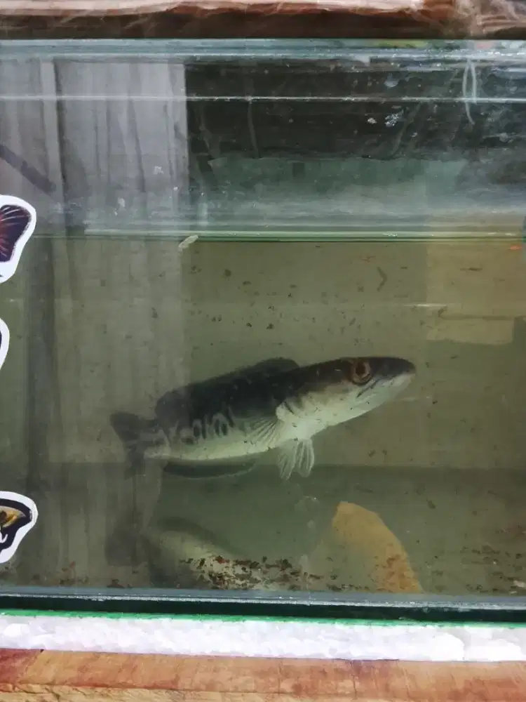 Ikan Toman besar