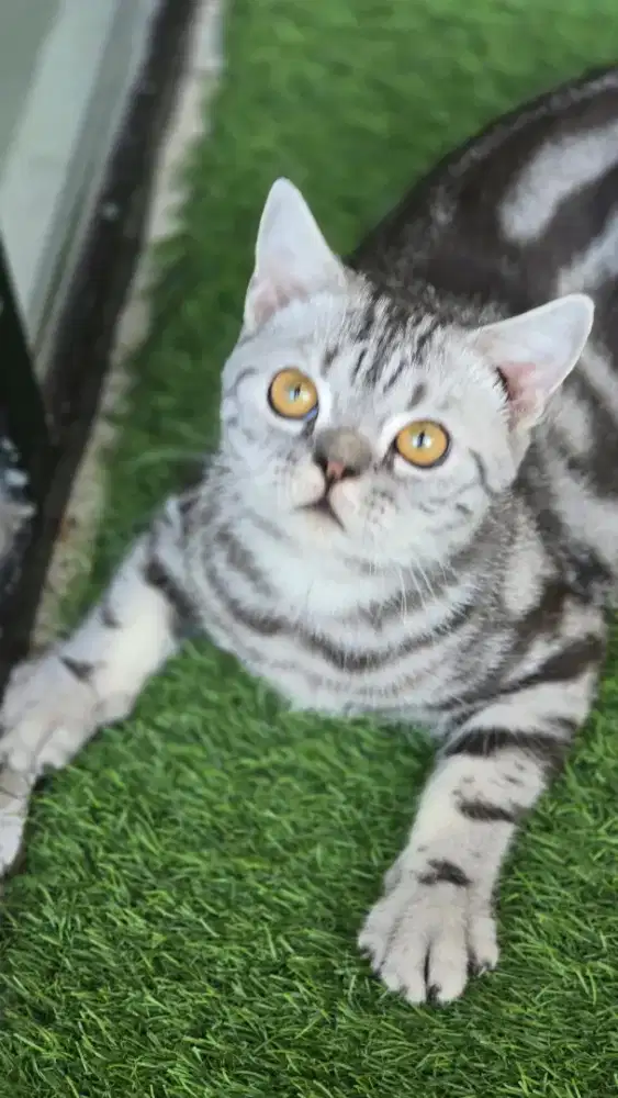 Kucing british shorthair bsh x american shorthair