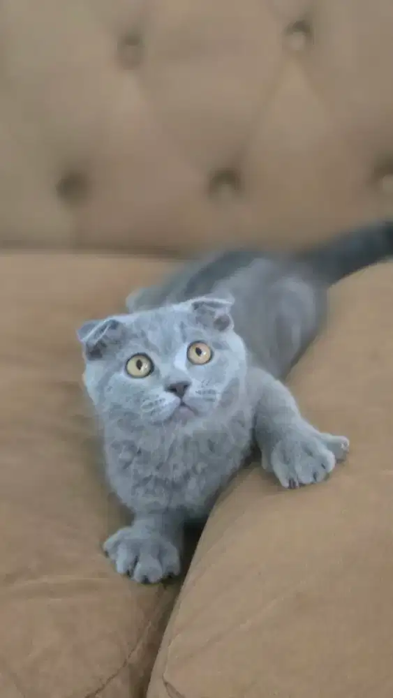 Kucing british shorthair bsh x scotish fold