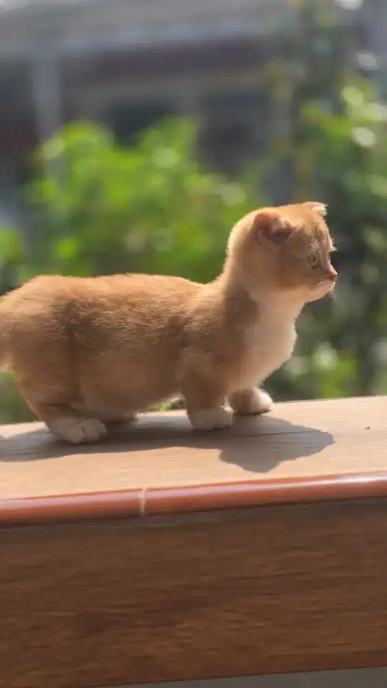 Kucing british shorthair bsh x gaelic fold