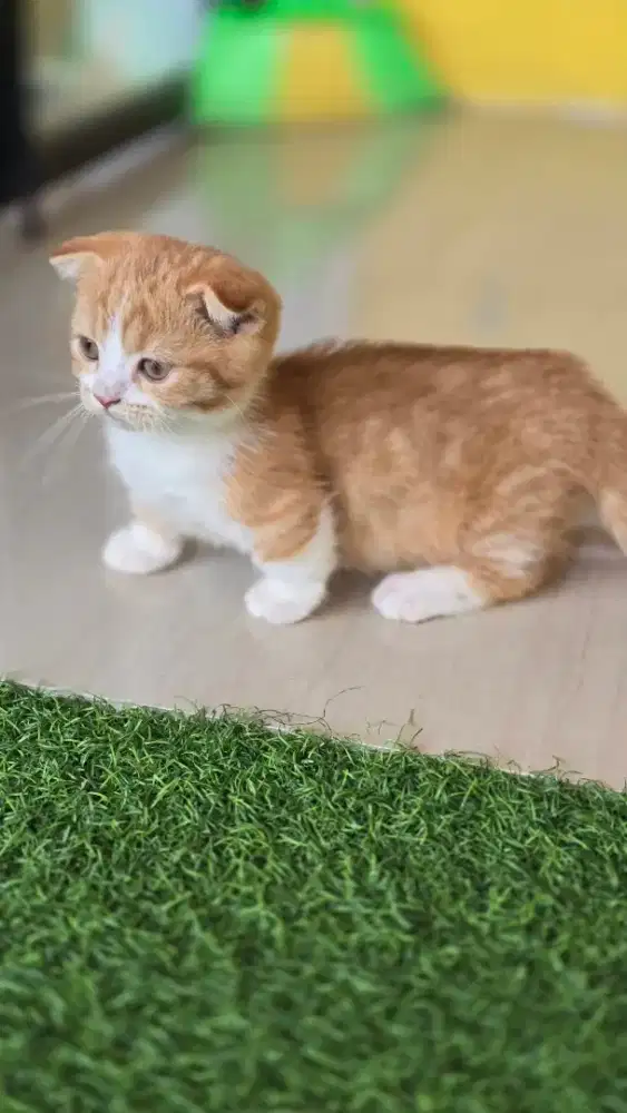 Kucing british shorthair bsh x gaelic fold